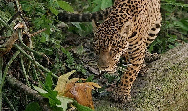 jaguar-guyananin-orman-ustasi-3-mayis-cumartesi-gunu-20-00de-national-geographic-wild-ekranlarinda.jpg
