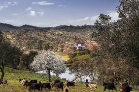 seferihisar-orhanli-koyunde-zeytin-hasadi-festivaline-davetlisiniz.jpg