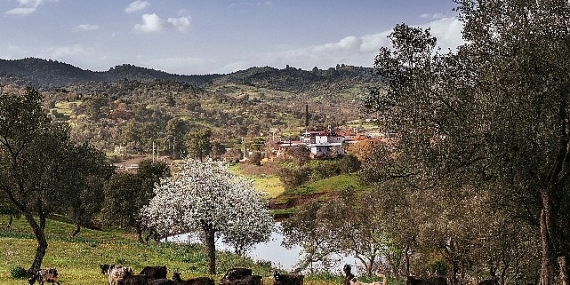 seferihisar-orhanli-koyunde-zeytin-hasadi-festivaline-davetlisiniz.jpg