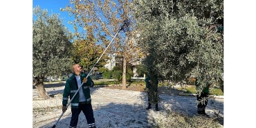 milas-belediyesi-park-ve-yesil-alanlarda-zeytin-hasadina-devam-ediyor.jpg